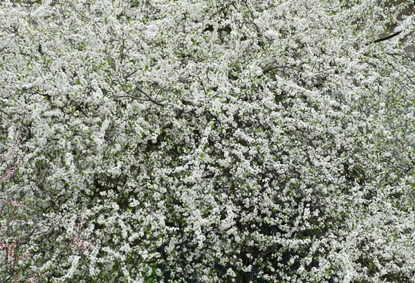 Bela Cerejeira Com Flor Fresca Bálsamo — Fotografia de Stock