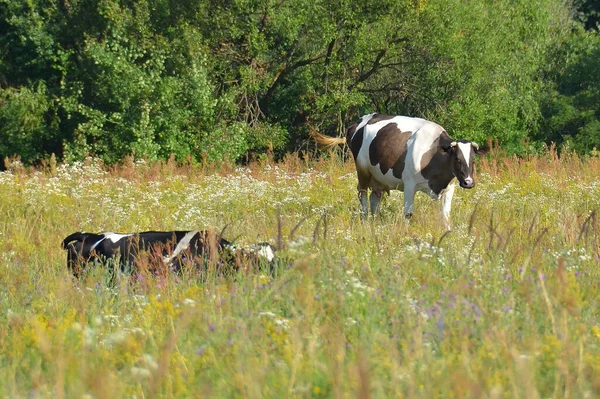 Cow Green Meadow Organic Farming — Stock Photo, Image