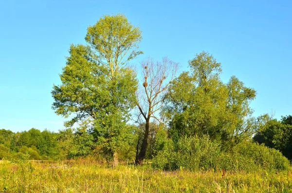 Стара Тополя Зеленому Лісі Під Блакитним Небом — стокове фото