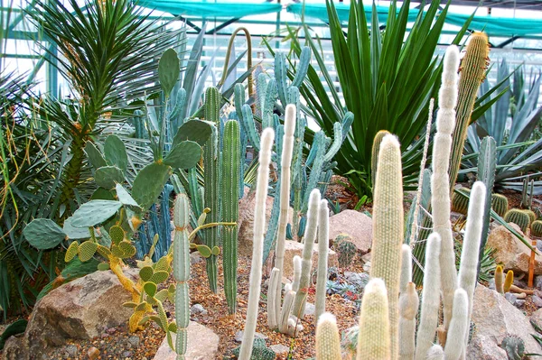 Groene Cactus Plant Met Scherp Gescheurd Stenen Ondergrond — Stockfoto