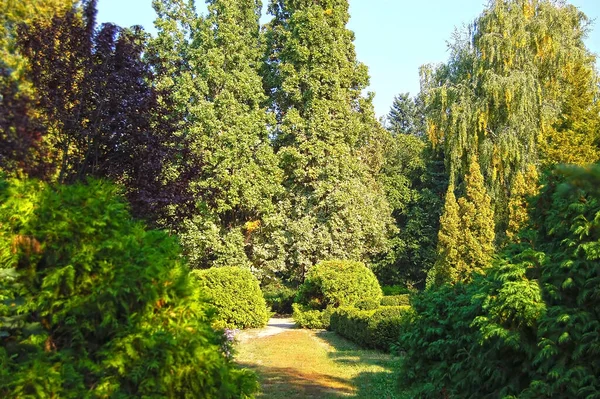 Recortado Buxus Abeto Parque — Foto de Stock