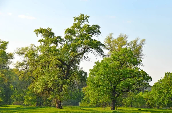 青空の下の緑の森の古いポプラの木 — ストック写真