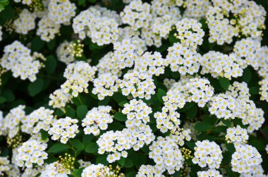 Beyaz çalı üzerinde Spiraea alp bahar çiçeği