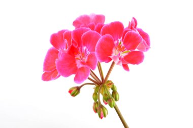 Beyaz arka planda izole edilmiş yumuşak sardunya çiçeği.