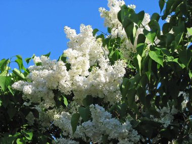 Leylak (Syringa) çiçek mavi gökyüzü arka plan üzerinde