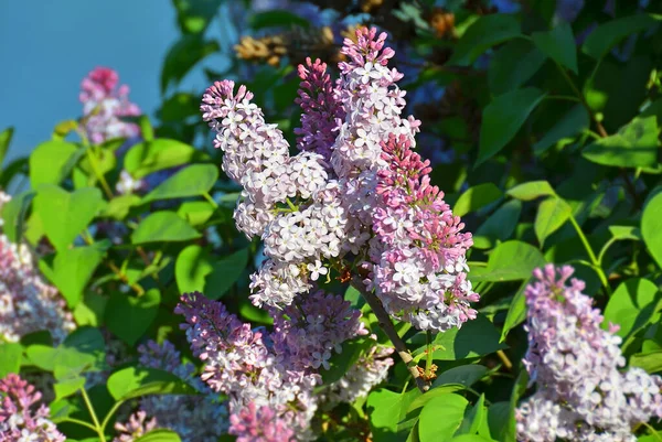 Lilac Syringa Blomma Över Naturlig Grön Bakgrund — Stockfoto