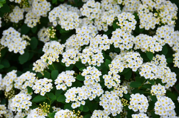 白花灌木上的斯皮瑞亚高山春花 — 图库照片