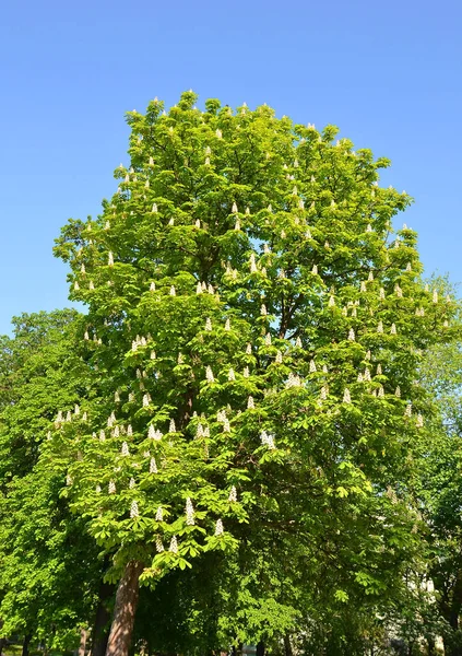 Flowering Branches Chestnut Castanea Sativa Tree — Stock Photo, Image