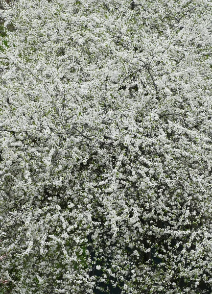 Beautiful Cherry Tree Fresh Balmy Blossom — Stock Photo, Image