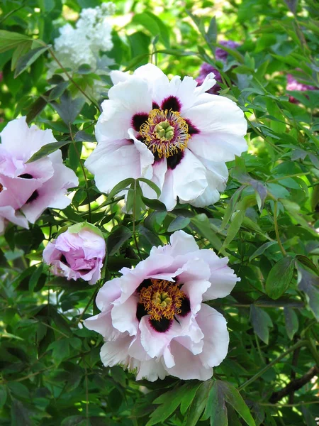 Peonía Rosa Paeonia Florecen Sobre Fondo Verde Natural —  Fotos de Stock