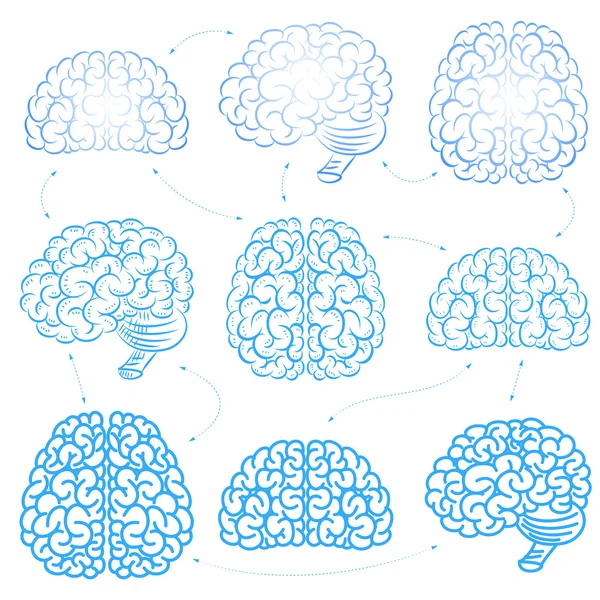 El cerebro. — Archivo Imágenes Vectoriales