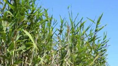 Yeşil kamış rüzgarda hareket ediyor, düşük açılı görüş