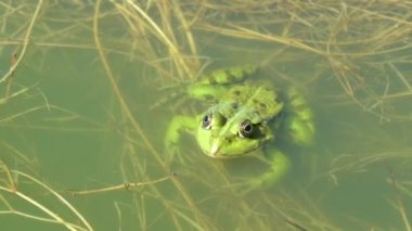 Sıradan bir kurbağa hareketsiz duruyor. Rana Temporaria 'ya yakın çekim Avrupa' da yaygın kurbağa olarak da bilinir.