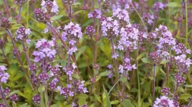 yabani Breckland kekik (Thymus serpyllum) çiçek çay olarak hazırlanan iyi bilinen bir şifalı bitkidir