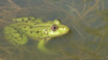 Çamurlu su dalgalı su yüzeyi