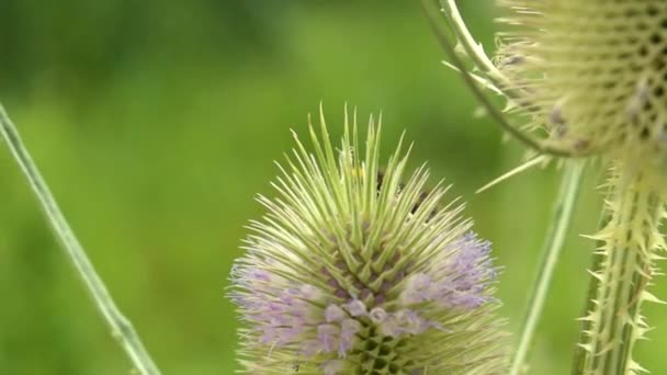 Bumbble Abelhas Uma Flor Cardo Dipsacus Sativus Verão — Vídeo de Stock