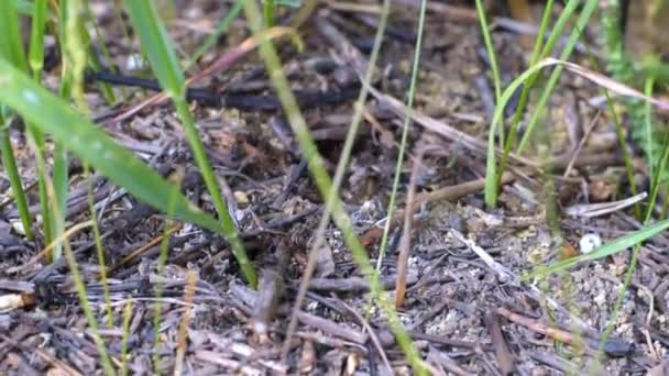 Große Europäische Ameisen Nisten Freier Wildbahn — Stockvideo