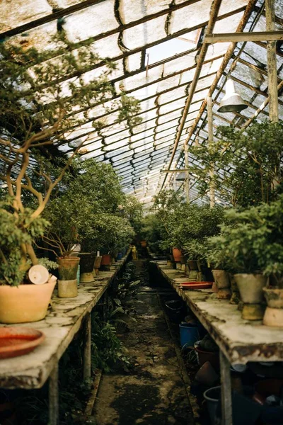 Old Abandoned Greenhouse Growing Plants Pots Verical Photo — Stock Photo, Image