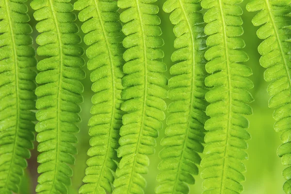 Fern leaves hanging down — Stock Photo, Image