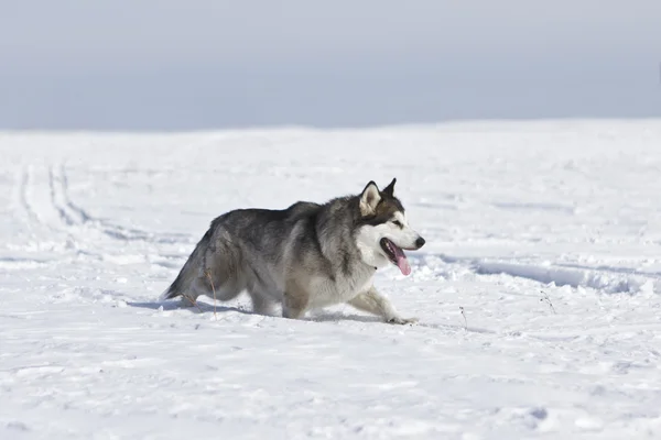 O cão atravessa o campo na neve. — Fotografia de Stock