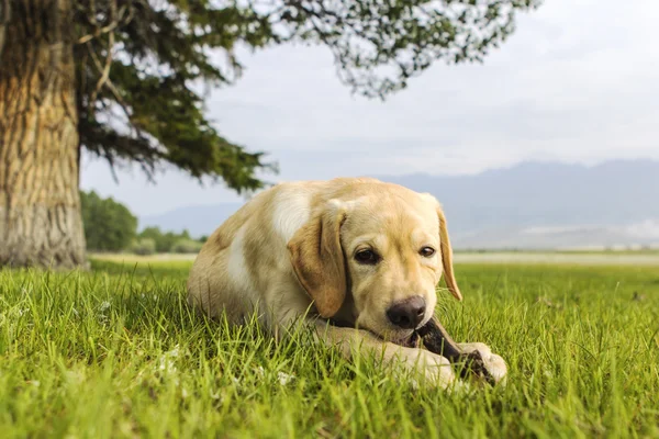 The beautiful puppy of retriever gnaws branch — Stock Photo, Image