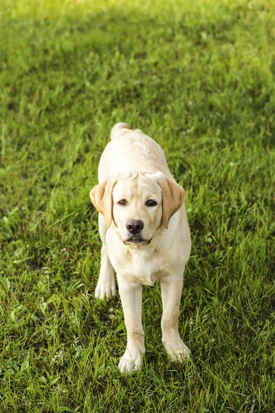 Beautiful young retriever — Zdjęcie stockowe