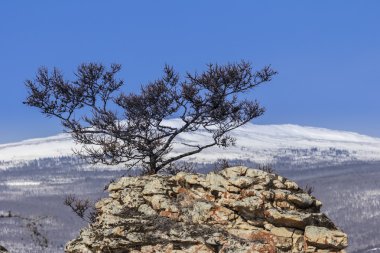 kayanın üzerinde bir ağaç kış manzarası