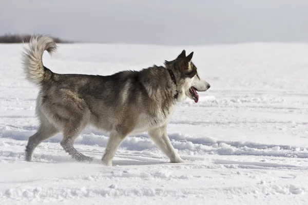 O jovem husky vai para o campo de neve — Fotografia de Stock