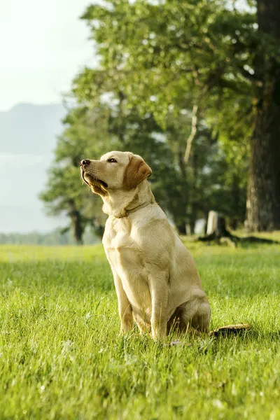 Schöner Welpe von Retriever — Stockfoto