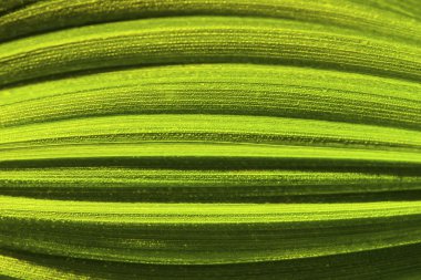 yaprak yeşil doku arka plan için en iyi