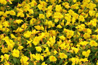 güzel güzel bitki yüzeyden