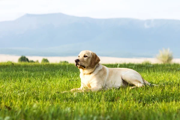 The golden retriever lies on grass — Stock Photo, Image