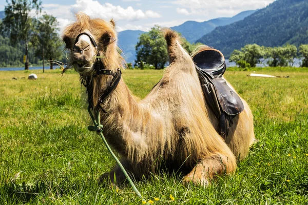 Shaggy camel — Stock Photo, Image