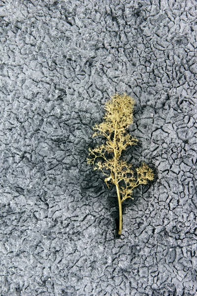 Roślina rozmrożone w lodzie — Zdjęcie stockowe