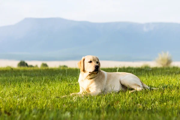 Junger Hund des Golden Retrievers — Stockfoto