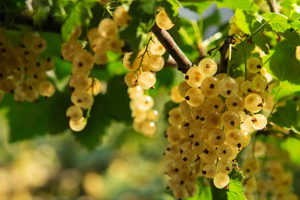 Grosellas blancas maduras en el jardín — Foto de Stock