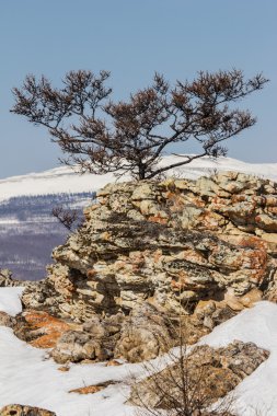 kaya ve ağaç. Kış manzarası