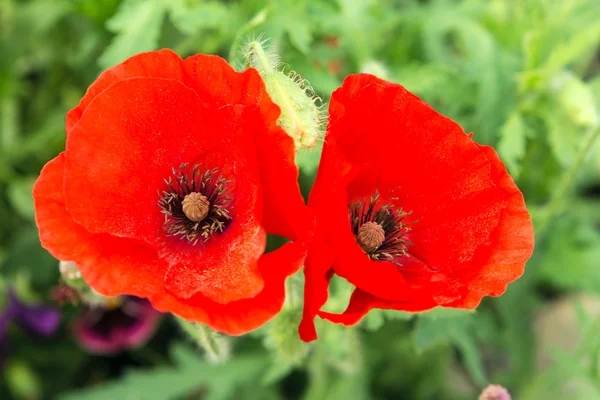 Hermosa amapola roja — Foto de Stock