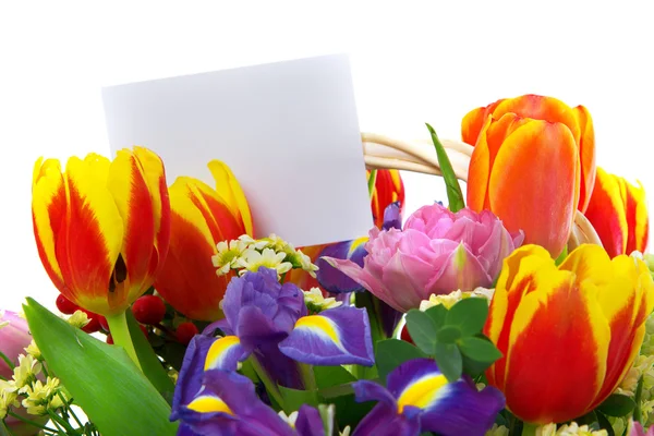 Colourfull flowers isolated on white background — Stock Photo, Image
