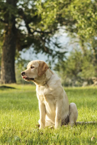 Beautiful puppy of retriever — Stock Photo, Image