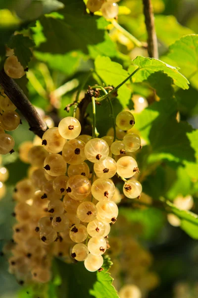 Mooie handvol van levende berry tegen groen gebladerte — Stockfoto