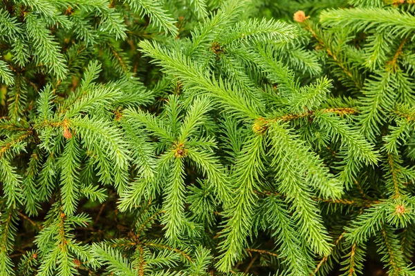 Antecedentes de la rama verde del árbol de piel — Foto de Stock