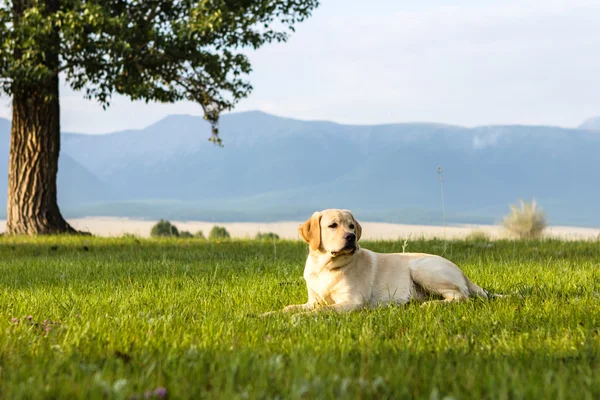 Junger Hund des Golden Retrievers — Stockfoto