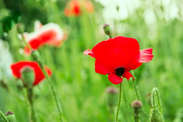 Amapolas rojas que crecen en el campo al aire libre — Foto de Stock