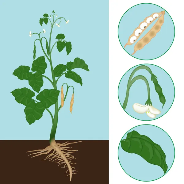 Haricot. — Archivo Imágenes Vectoriales