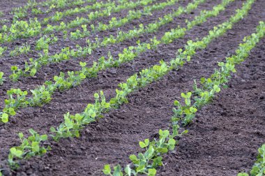 Genç yeşil bezelye