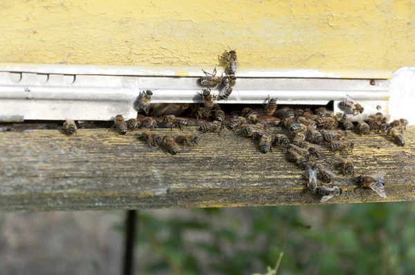 Hive with bees — Stock Photo, Image