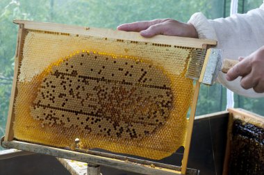 Bal ile mührü açma hücreleri