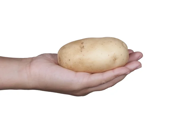 Χέρι που κρατά μια πατάτα — Φωτογραφία Αρχείου