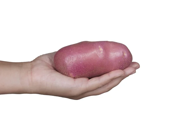 Χέρι που κρατά μια πατάτα — Φωτογραφία Αρχείου